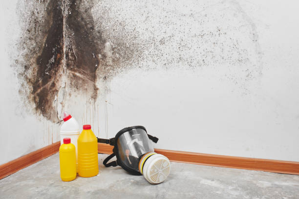 Best Bathroom Mold Remediation in St Louis Park, MN