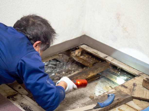 Best Black Mold Remediation in St Louis Park, MN