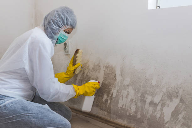 Best Residential Mold Remediation in St Louis Park, MN