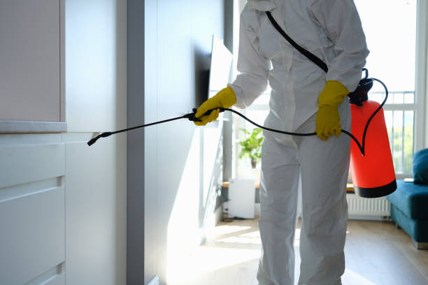 Best Basement Mold Remediation in St Louis Park, MN