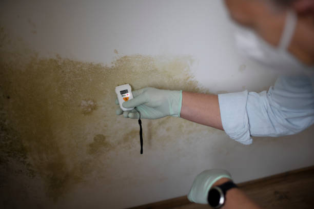 Best Emergency Mold Remediation in St Louis Park, MN