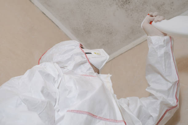 Best DIY Mold Remediation Support Services in St Louis Park, MN