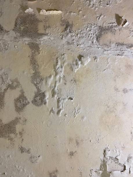 Best Commercial Mold Remediation in St Louis Park, MN